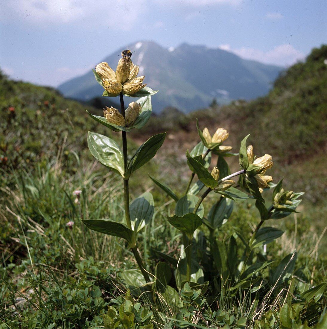 Gentiana punctata Dotted gentian