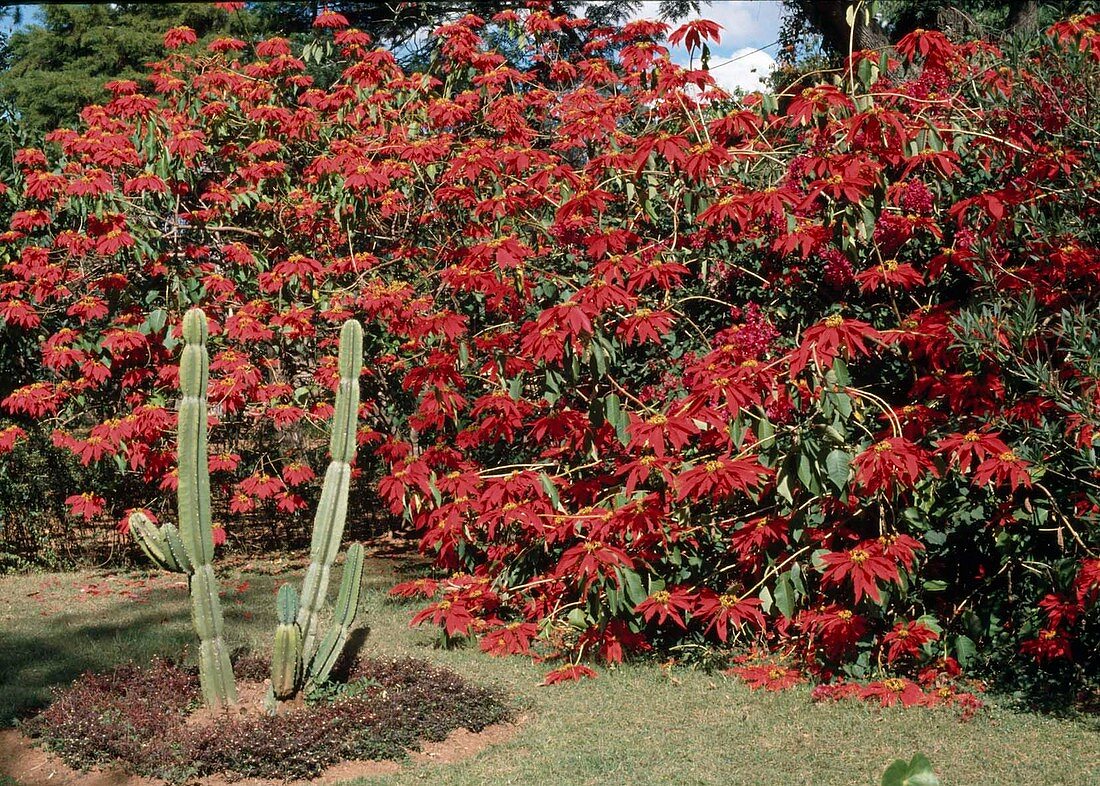 Euphorbia pulcherrima (Poinsettia) in its natural habitat on the Canary Islands