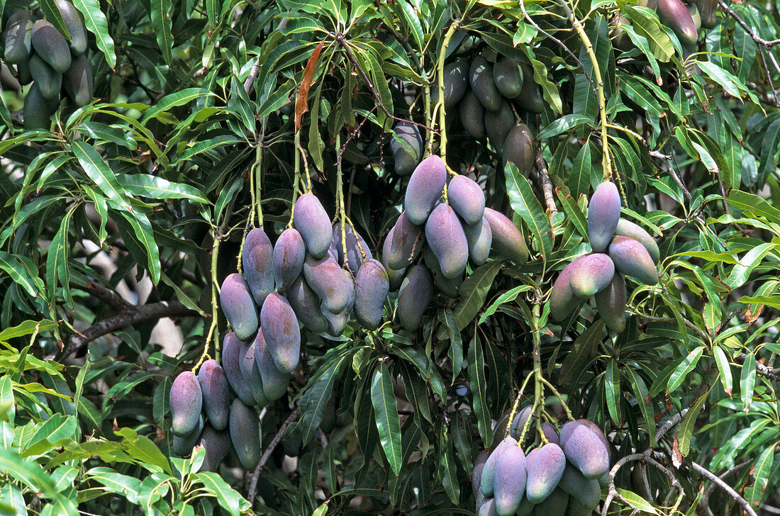 Mango tree, tropical fruit tree with violet fruits