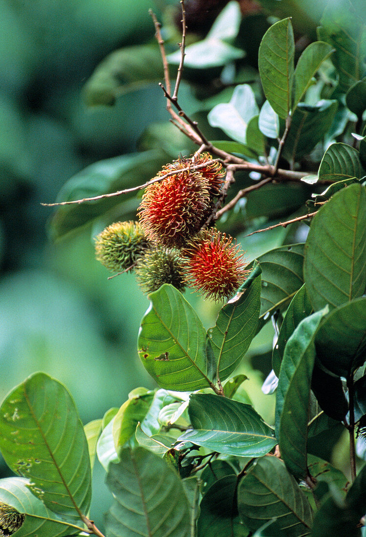 Nephelium lappaceum (Rambutan), tropischer Obstbaum mit haarigen Früchten