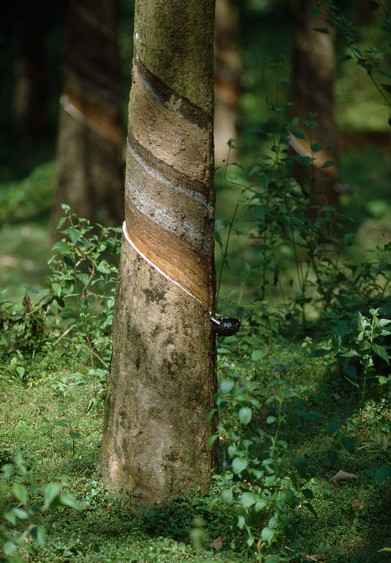 Kautschuk-Plantage in Thailand, zur Saftgewinnung geritzter Baum