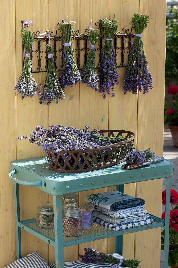 Frisch geschnittener Lavandula (Lavendel) im Korb und gebündelt