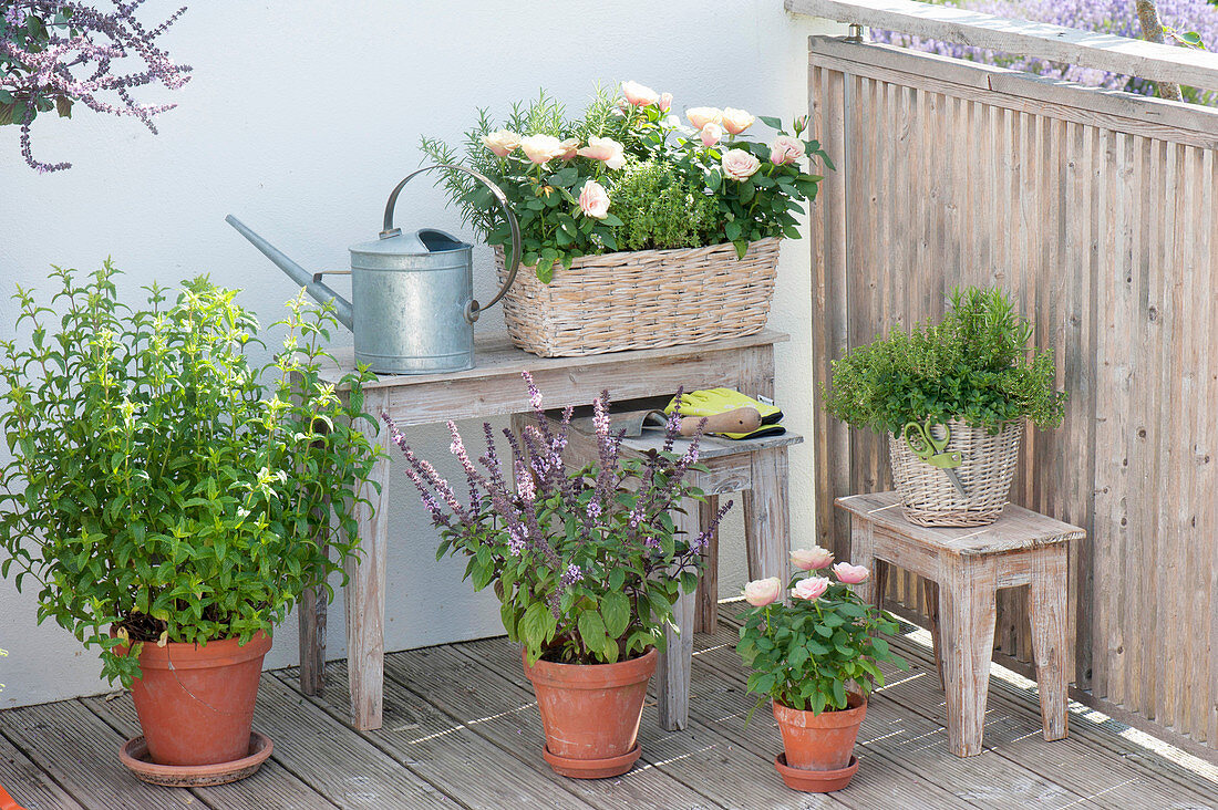 Balcony with herbs and roses