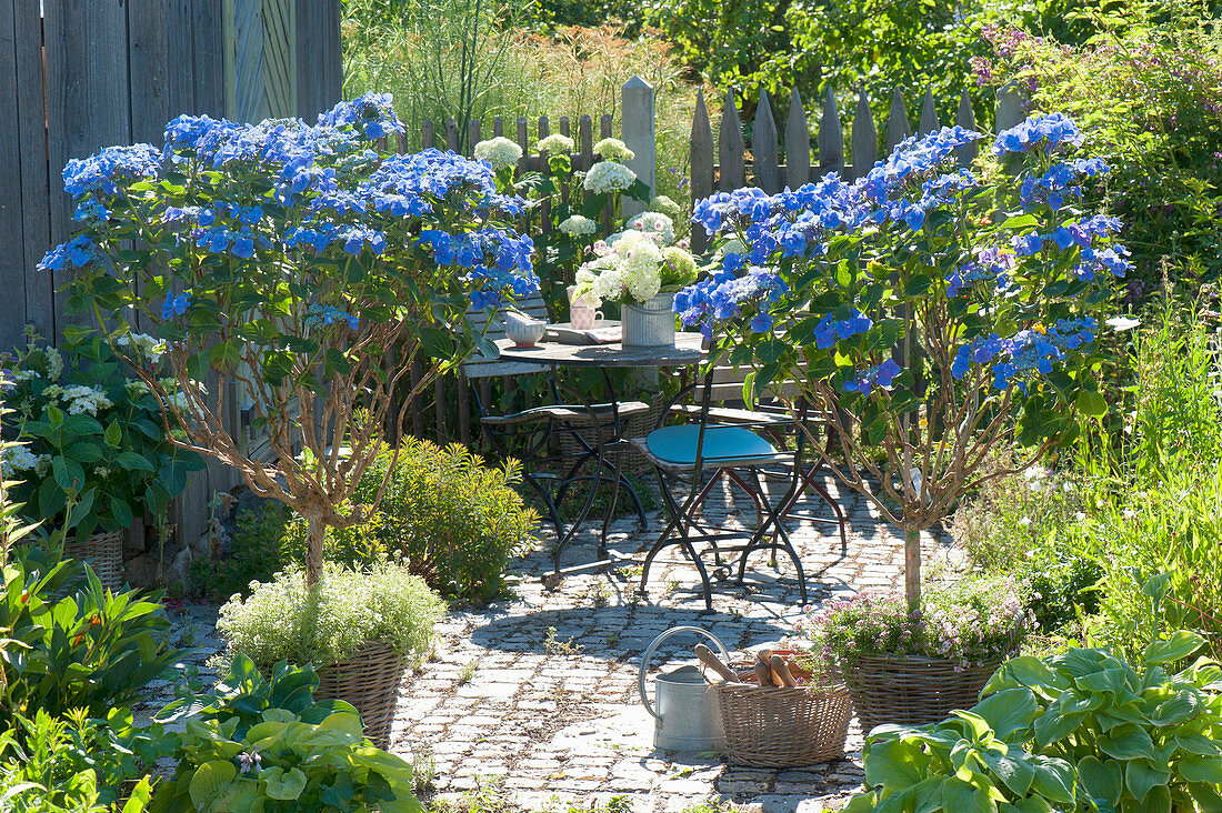 Hydrangea macrophylla 'Blue Tit' (