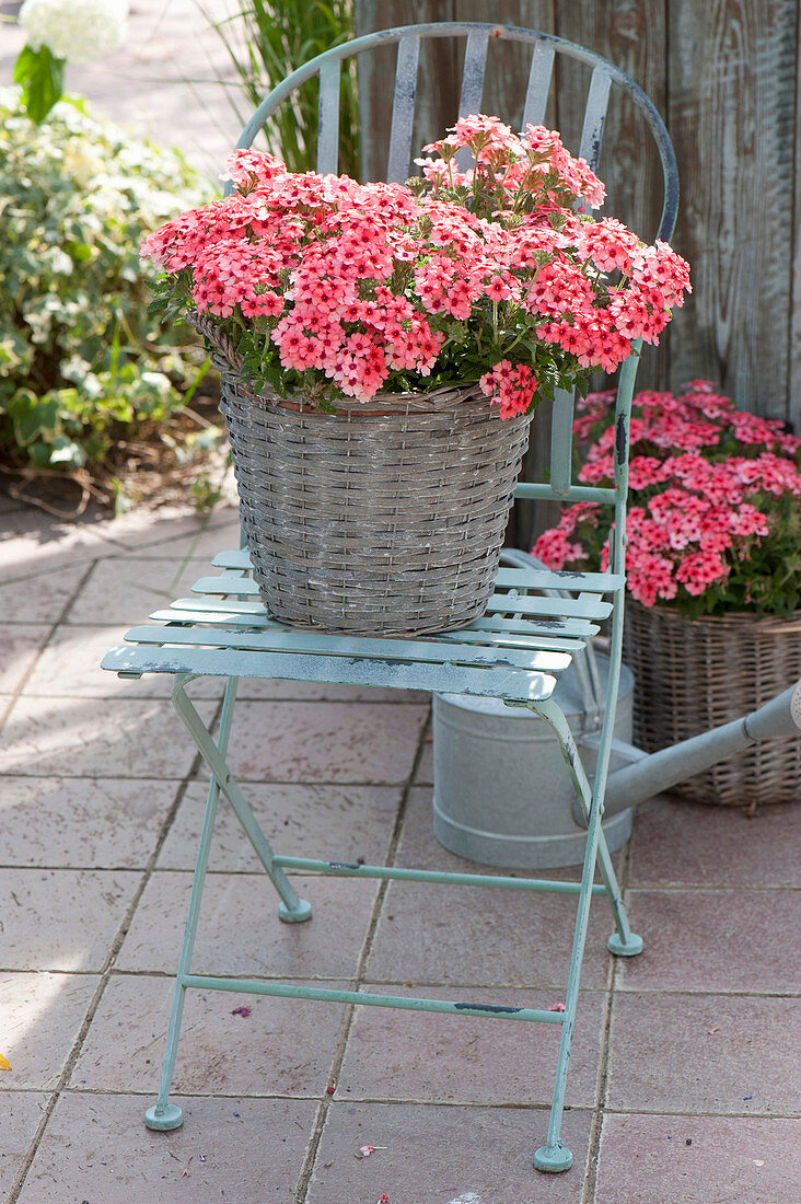 Basket with Verbena Lascar 'Mango Orange' placed on chair