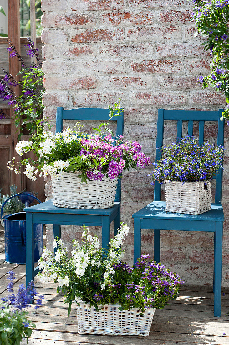 weiße Körbe mit Balkonblumen auf blauen Stühlen