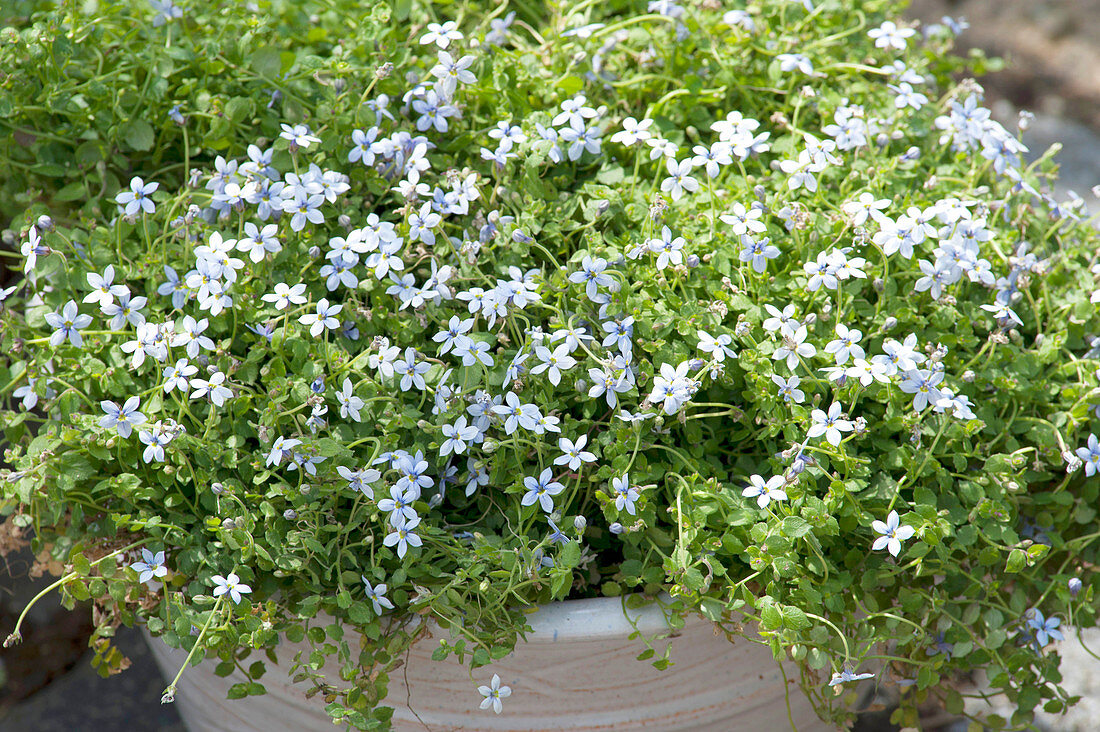 Houstonia caerulea 'Millard'