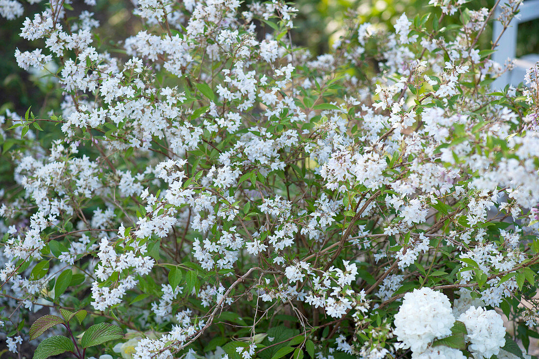 Deutzia gracilis (mayflower bouquet), flowering in May-June