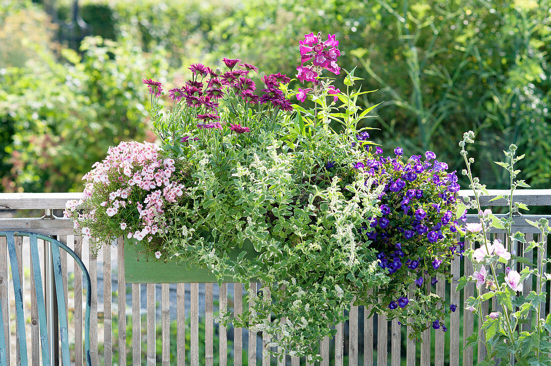 Diascia Breezee Plus 'Apple Blossom', Mentha suaveolens