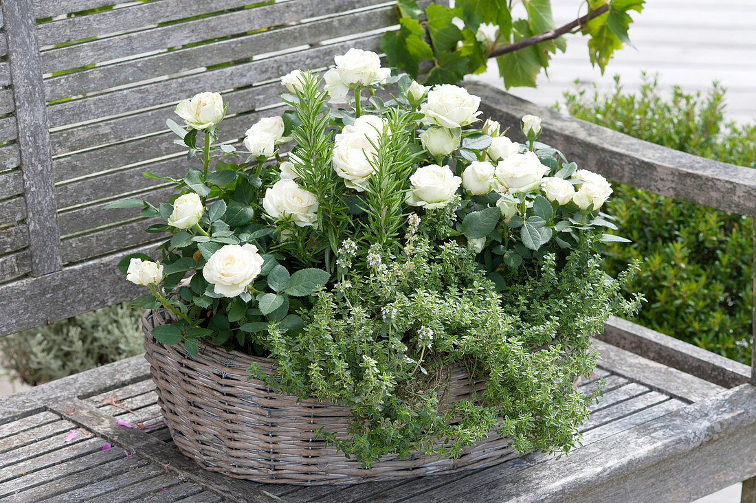 Basket of white Rosa, Thymus citriodorus