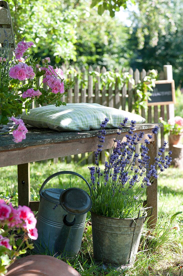 Lavandula (lavender) in zinc pot and watering can on garden bench