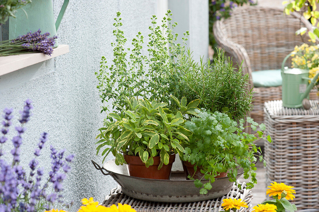 Pots with Salvia officinalis 'Icterina', Coriandrum