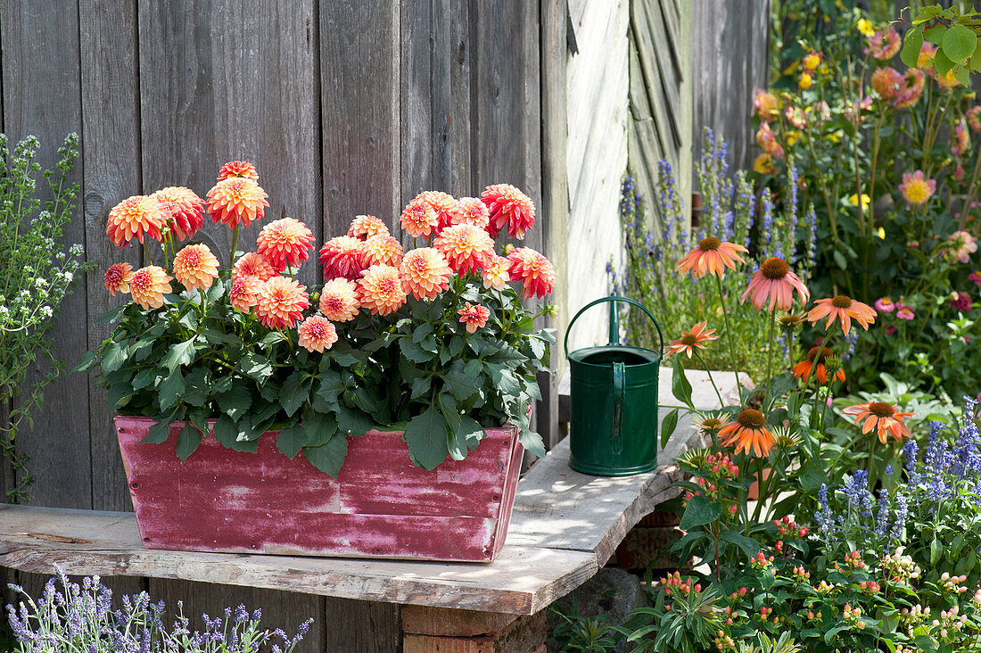 Dahlia 'Gallery Art Deco' in wooden box on bench