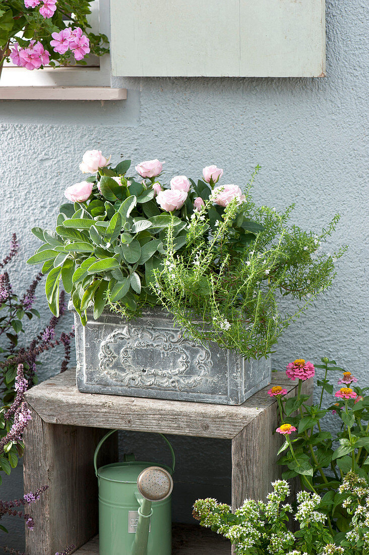 Salvia officinalis 'Berggarten', Rosa and Satureja