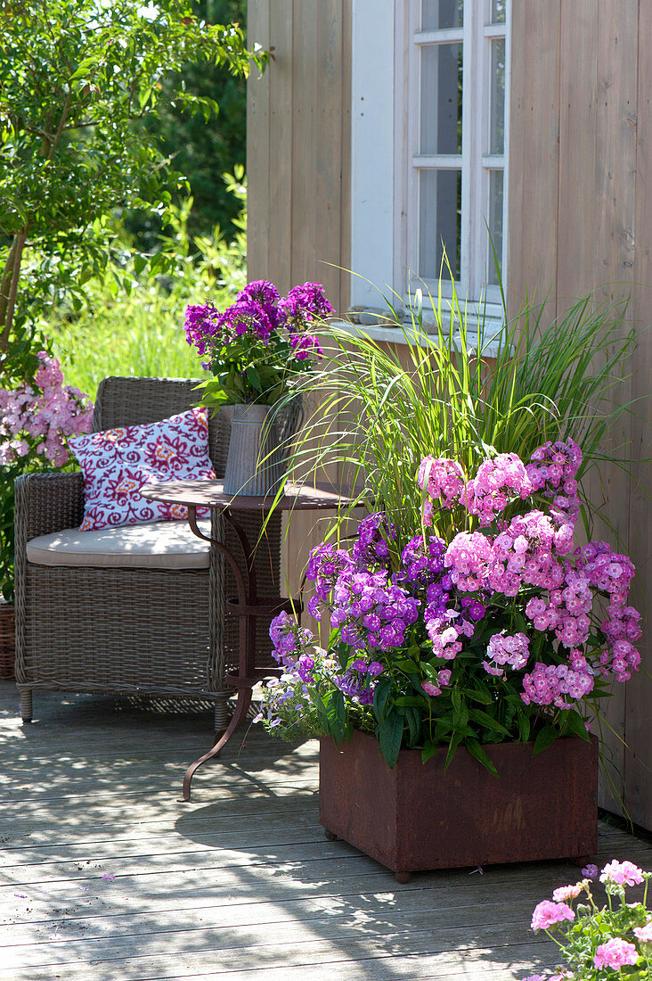 Phlox paniculata 'Eva Förster' 'Uspech' (Flammenblumen) und Spartina