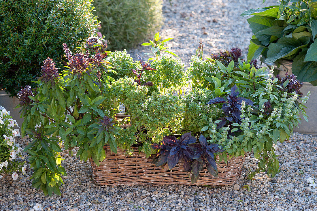 Various types of basil in basket box