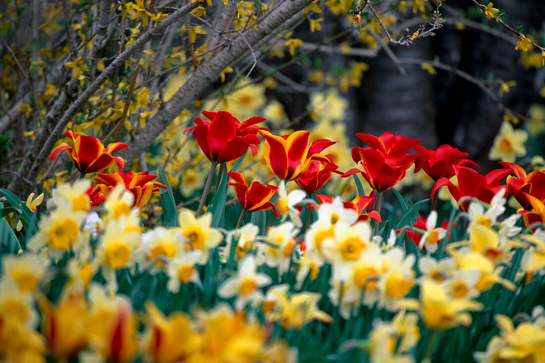 Tulipa (tulips) and Narcissus (daffodils), bright spring flowers