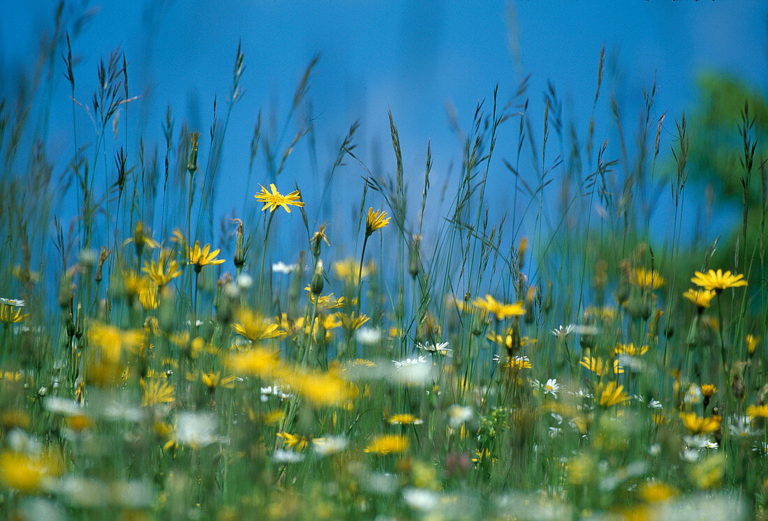 Blumenwiese mit Wiesenbocksbart und Margerite