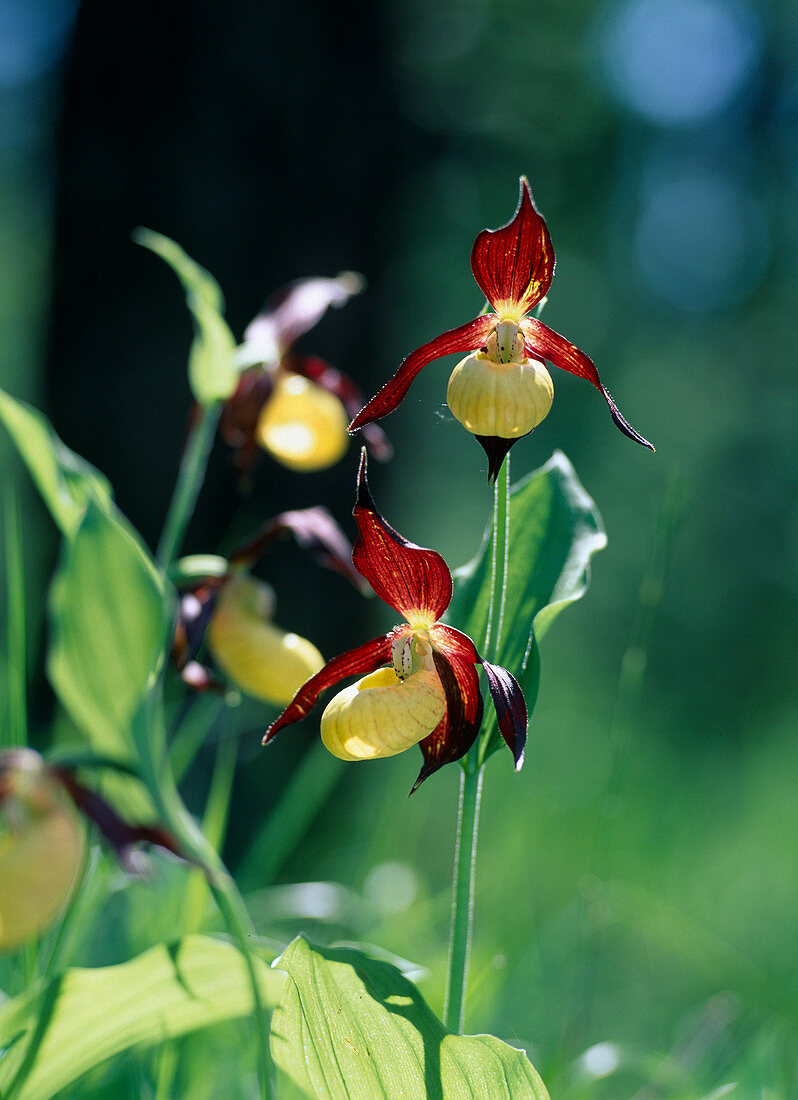 Cypripedium calceolus (Red-brown lady's slipper)