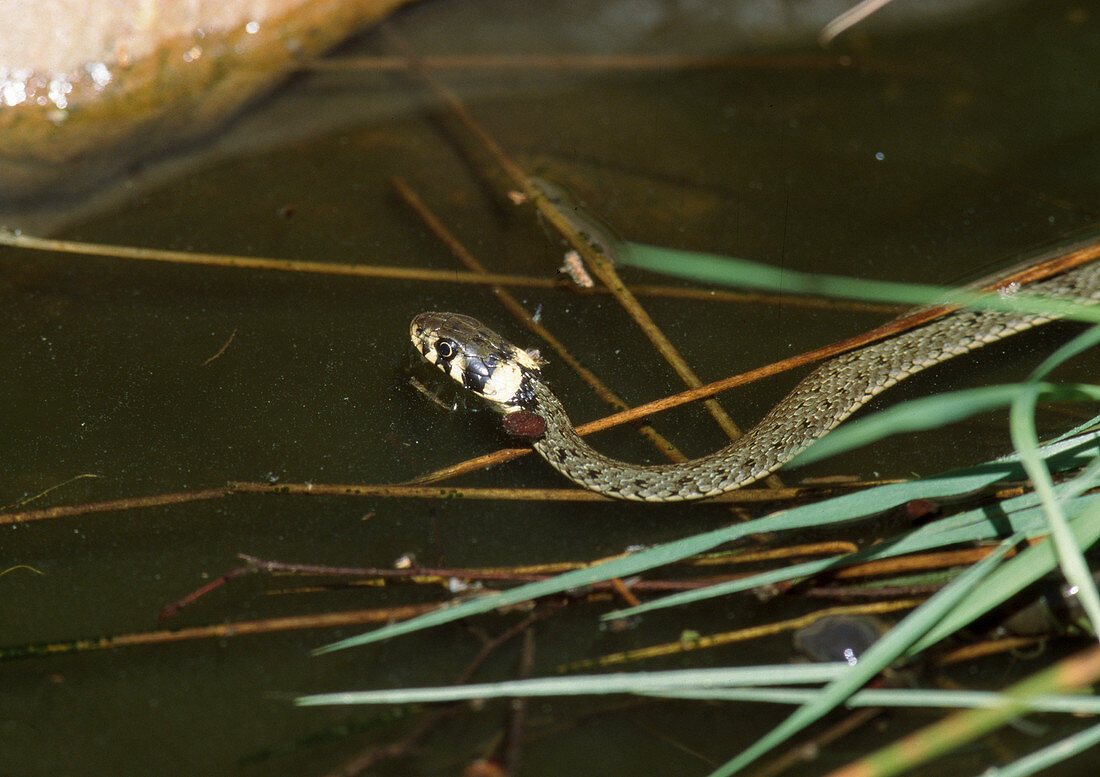 Die Ringelnatter (Natrix natrix) ist ein guter Schwimmer