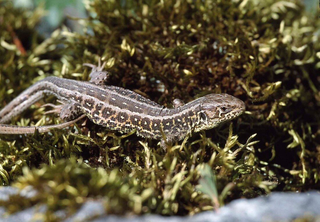 Zauneidechse (Lacerta agilis) – Weibchen – Bild kaufen – 12234544 ❘  Gartenbildagentur Friedrich Strauss