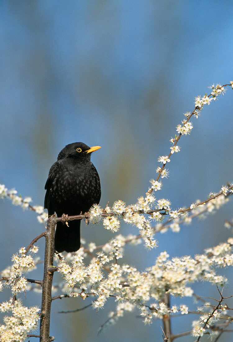 Blackbird (Turdus merula) in the garden