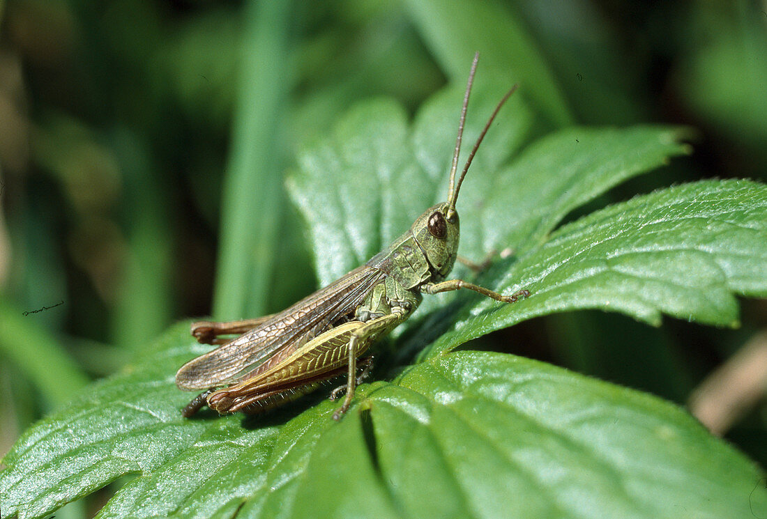 Common Grasshopper (Chorthippus parallelus)