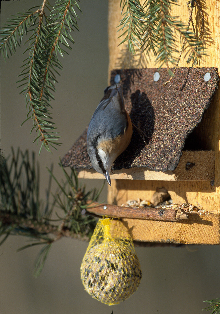 Nuthatch (Sitta europaea)