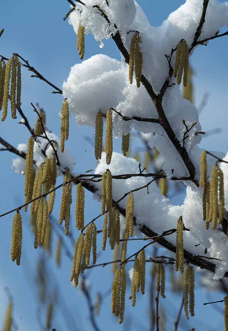 Corylus avellana (Haselnuß-Strauch) mit Schnee im Frühling