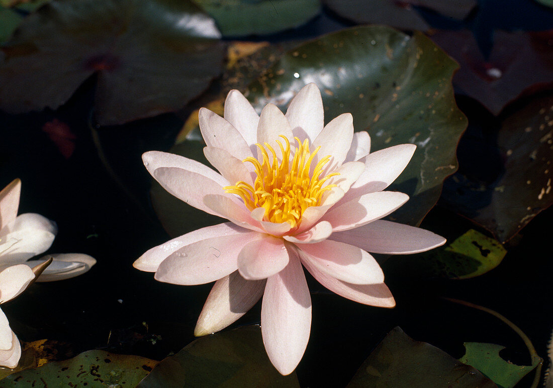 Nymphaea hybr. 'Madame Laydeker'