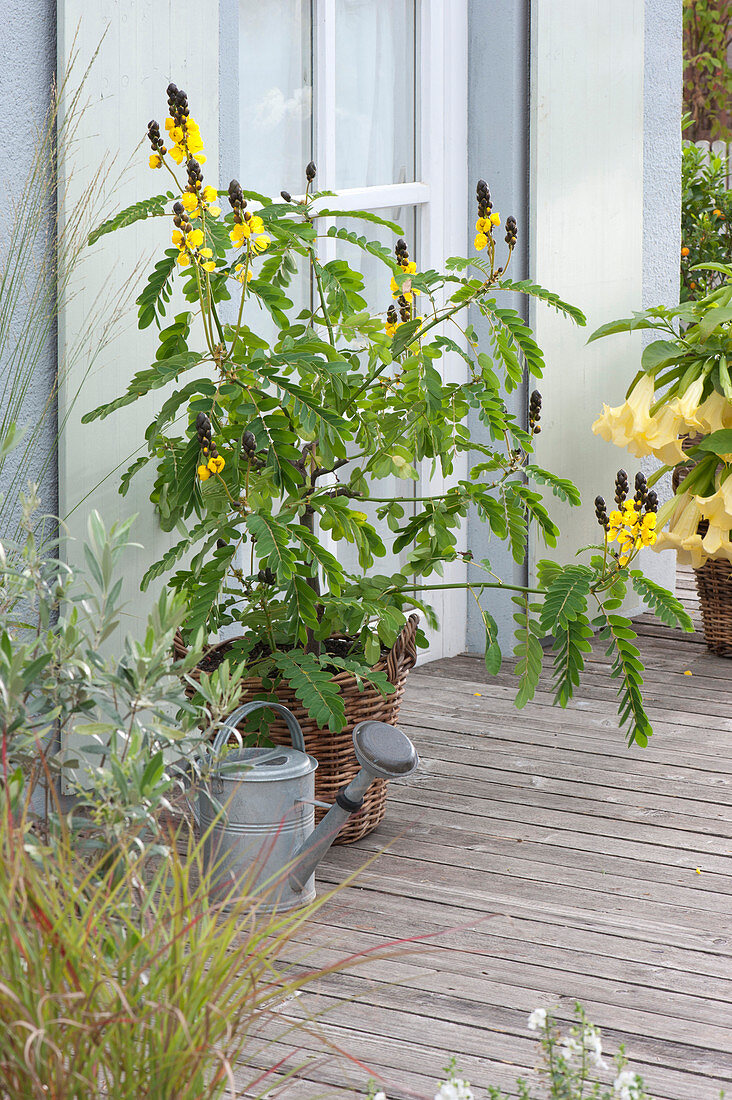 Cassia didymobotrya (spice bark, candle shrub) in the basket