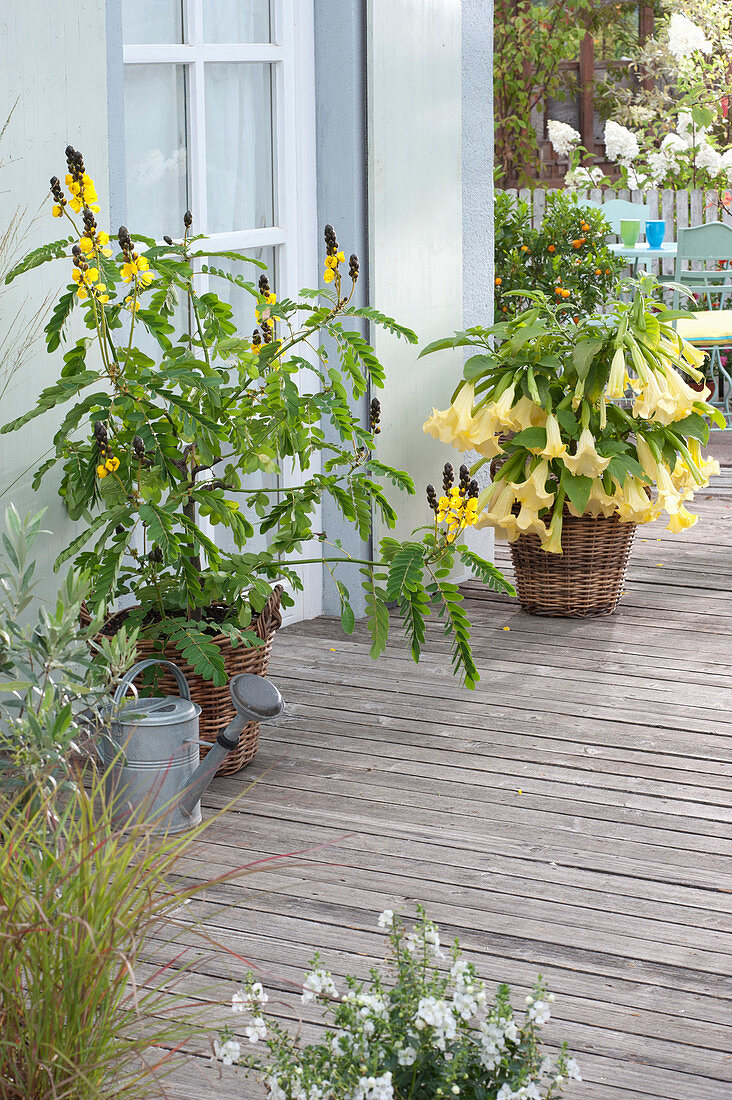 Cassia didymobotrya (Gewürzrinde, Kerzenstrauch) und Brugmansia