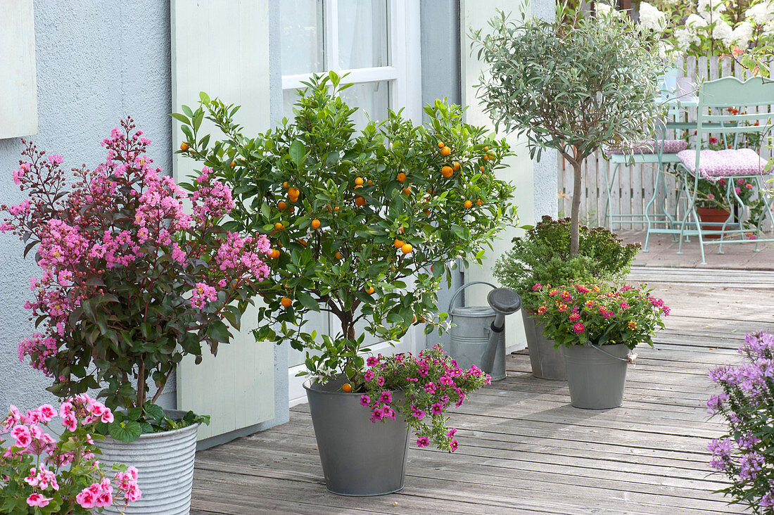 Lagerstroemia indica 'Rhapsody in Pink', Citrofortunella