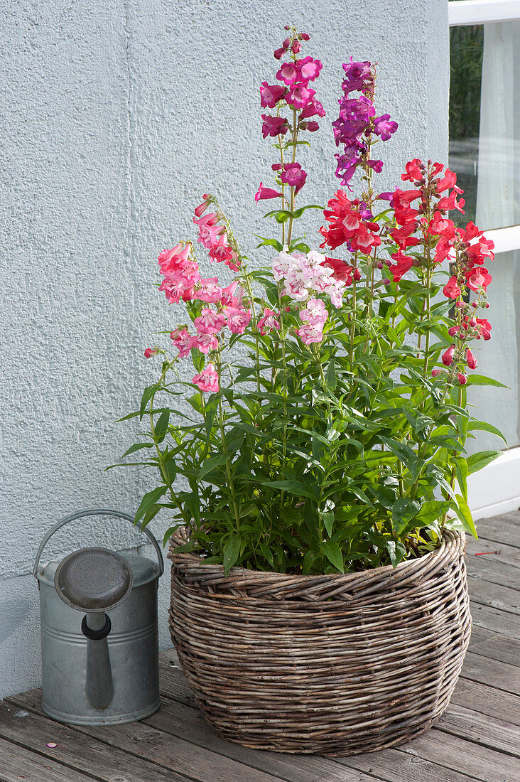 Penstemon hartwegii 'Sensation Mix' (Beard Thread) in the basket