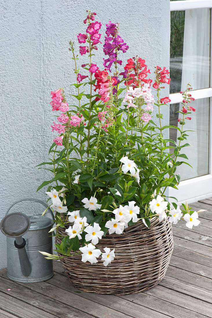 Penstemon hartwegii 'Sensation Mix' (Beard Thread) in the basket