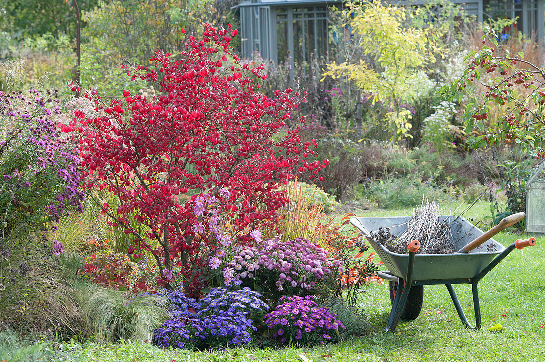 Autumnal bed with Euonymus alatus and Aster