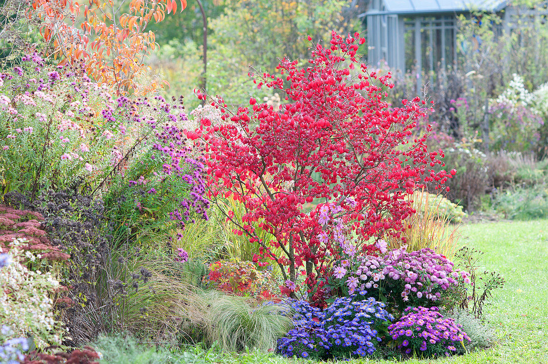 Autumnal bed with Euonymus alatus and Aster