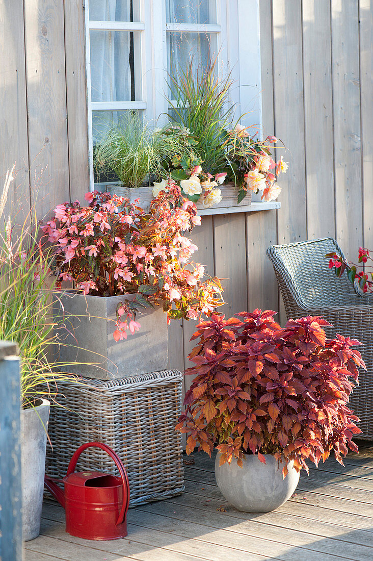 Late summer terrace with Begonia Summerwings 'Apricot'