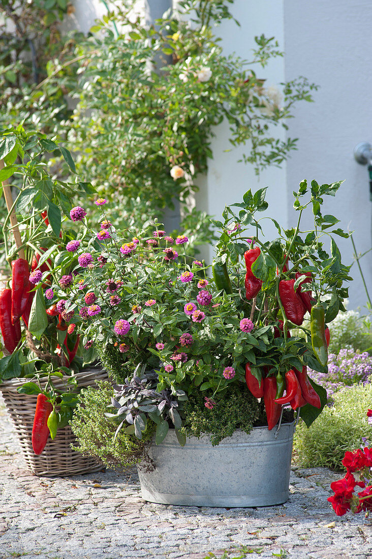 Capsicum annuum 'Paradiso' (Mini Sweet Pepper), Zinnia (Zinnia)