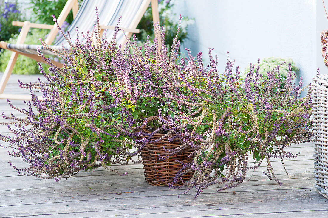 Ocimum kilimanjaricum X basilicum purpurascens 'African Blue'