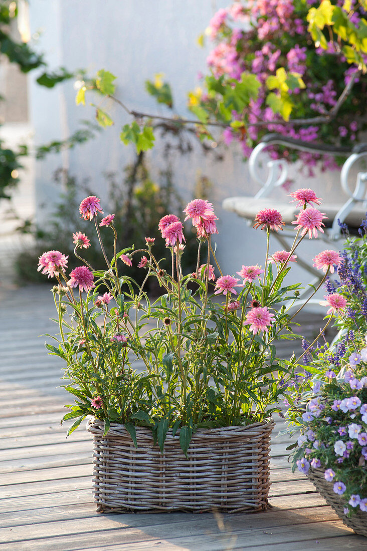 Echinacea purpurea 'Minibelle' (Red Coneflower) in the basket