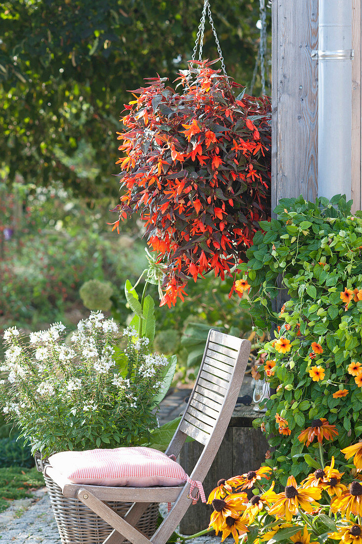 Rudbeckia hirta (Sonnenhut), Thunbergia alata (Schwarzäugige Susanne)