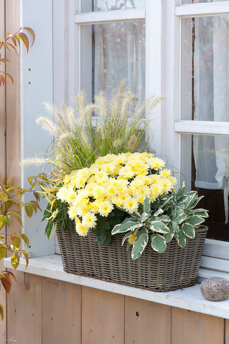 Chrysanthemum indicum (Herbstchrysantheme), Pennisetum