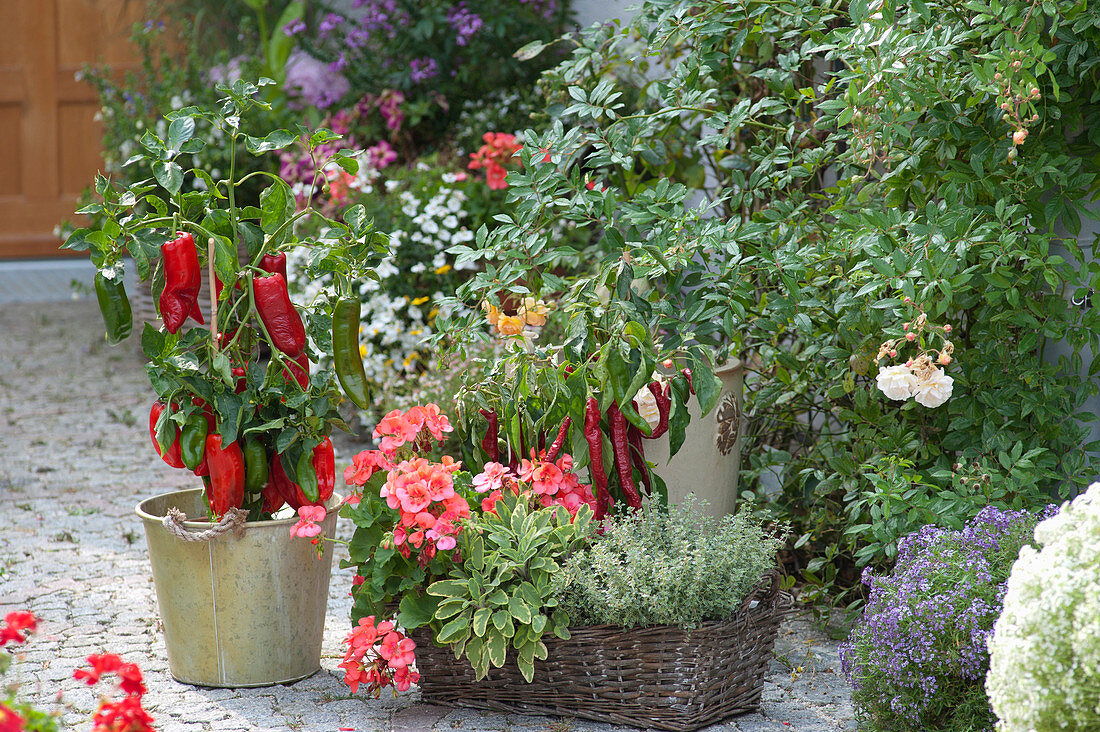 Basket with Pelargonium zonal (Standing Geranium), Salvia