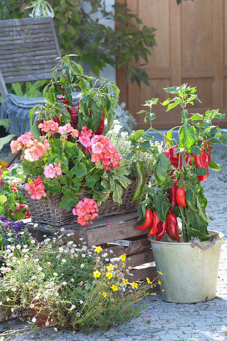 Korbkasten mit Pelargonium zonale (Stehender Geranie), Salvia