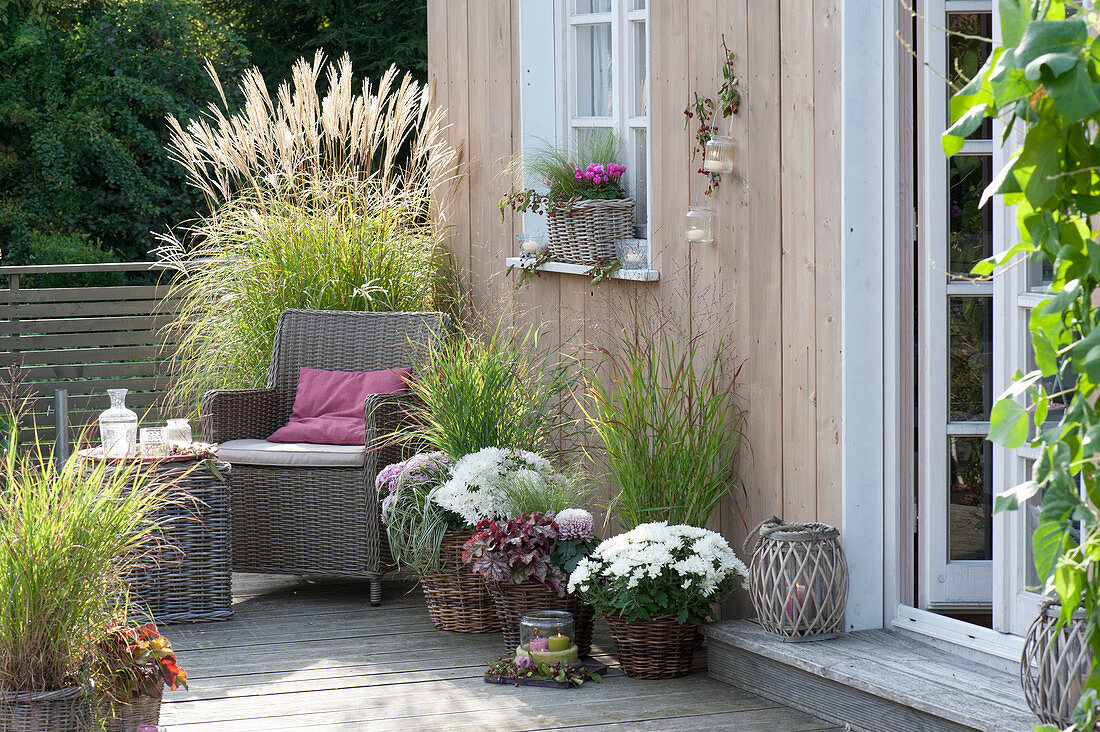 Terrace with white chrysanthemums and grasses