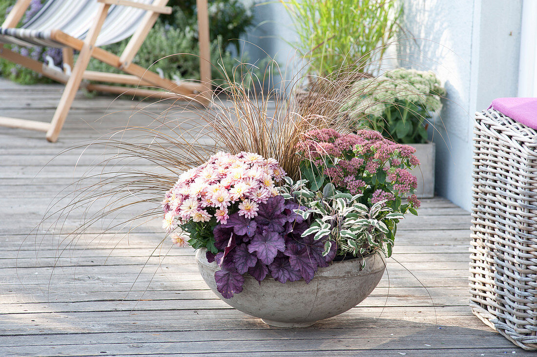 Herbstzauberschale mit Chrysanthemum indicum (Herbstchrysantheme)