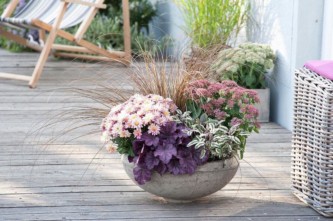 Magic autumn bowl with Chrysanthemum indicum