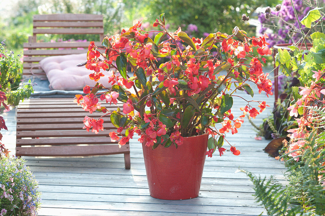 Begonia 'Dragon Wing Red' (Dragonwing Begonia)