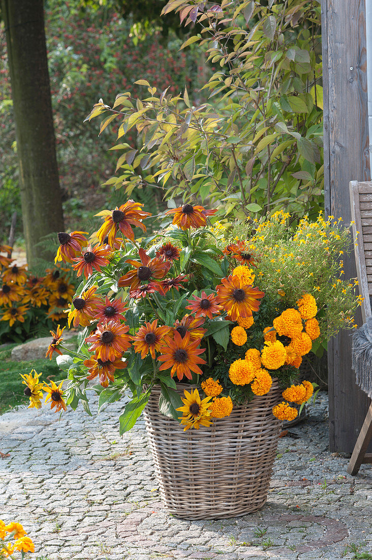 Rudbeckia hirta (sun hat), Tagetes tenuifolia (seasoned)